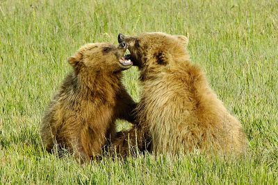 Bears.jpg