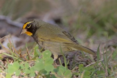 Yellow-faced Grassquit