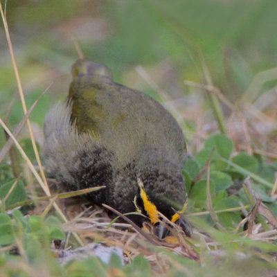 Yellow-faced Grassquit Foraging
