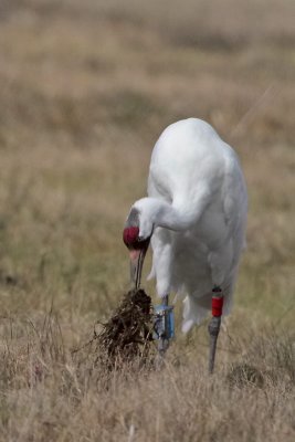 Whooping Crane Pulling up Grass to look for Food