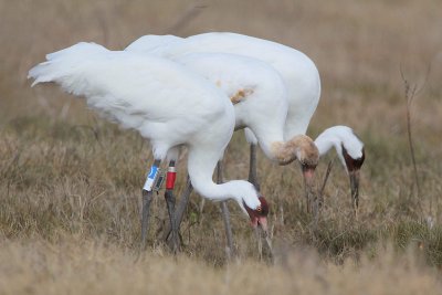 Whooping Cranes - Foraging