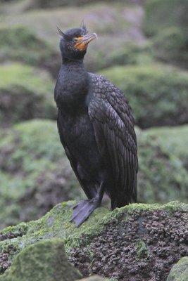 Double-crested Cormorant Breeding Plumes