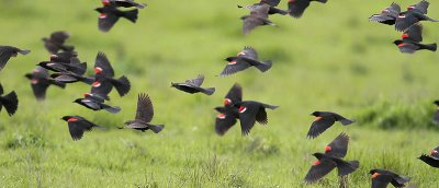 Tricolored, Red-winged Blackbirds