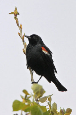 Tricolored Blackbird