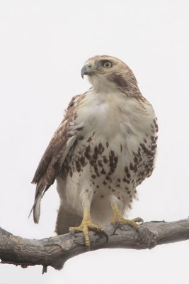 Red-tailed Hawk