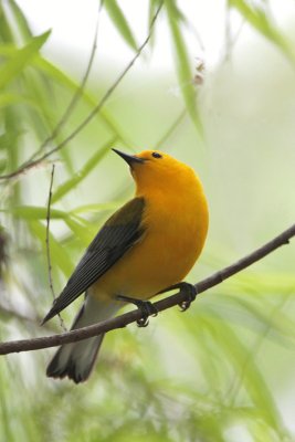 Prothonotary Warbler