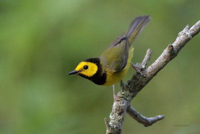 Hooded Warbler