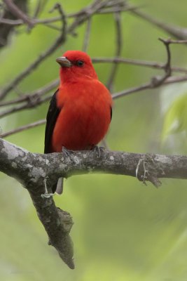 Scarlet Tanager