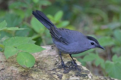 Gray Catbird