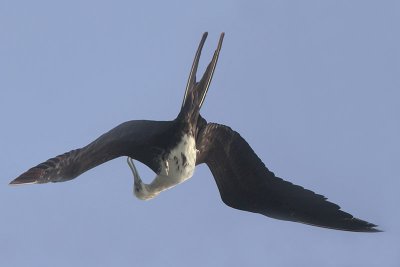 Magnificent Frigatebird Preening in Flight