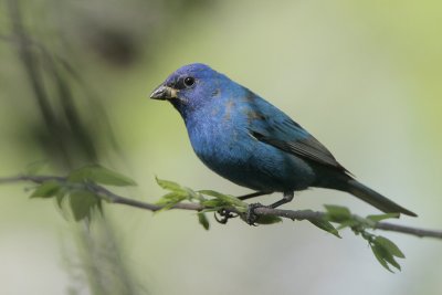 Indigo Bunting