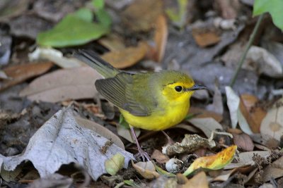 Hooded Warbler