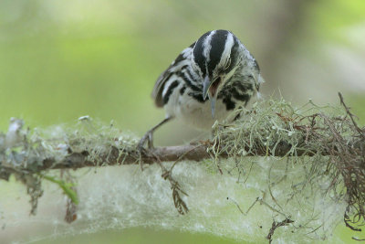 Black-and-white Warbler Looking for Bugs