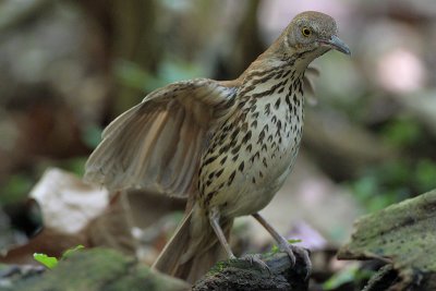 Brown Thrasher Approaching Bath While another is there