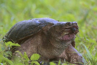 Snapping Turtle Eating Mullberries