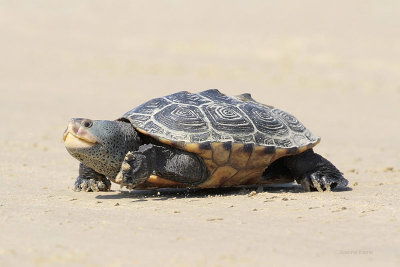 Diamondback Terrapin