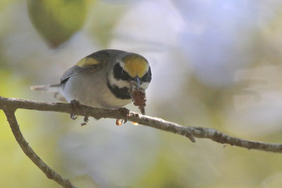 Golden-winged Warbler trying to eat a bagworm