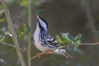 Blackpoll Warbler
