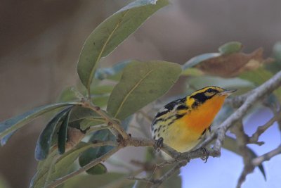 Blackburnian Warbler