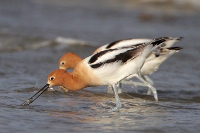 American Avocets fishing a school of minnows
