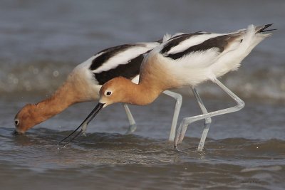 American Avocets fishing a school of minnows