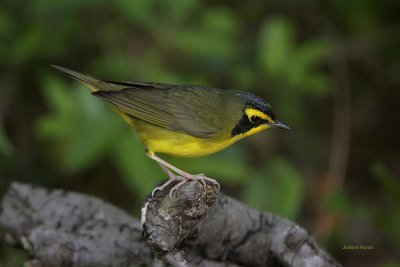 Kentucky Warbler