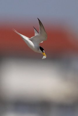 Least Tern with Fish