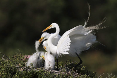 Great Egrets Feeding Chicks