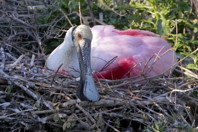 Roseate Spoonbill Nesting
