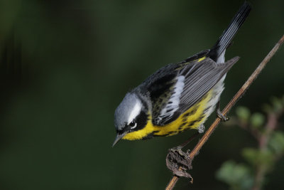 Magnolia Warbler
