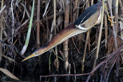 Least Bittern getting ready to catch a minnow