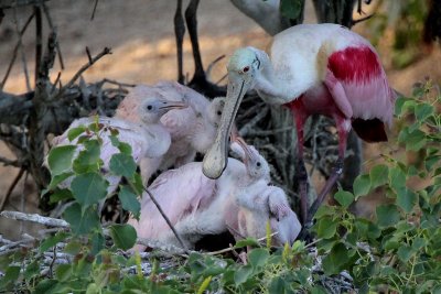 Roseate Spoonbill and chicks