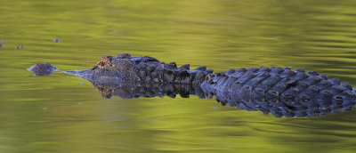 American Alligator