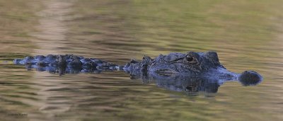 American Alligator