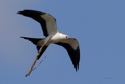 Swallow-tailed Kite (juve) Carrying Stick