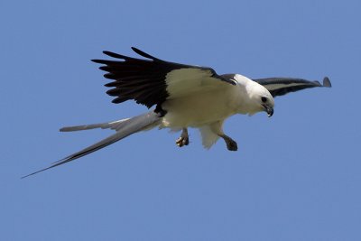 Swallow-tailed Kite Eating