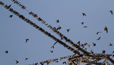 Purple Martin Roost