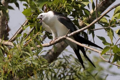 Swallow-tailed Kite Juve Begging to be Fed