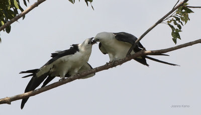 Swallow-tailed Kites Chick Feeding