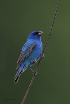 Indigo Bunting