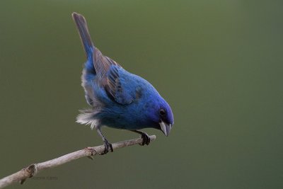 Indigo Bunting