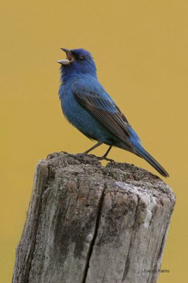 Indigo Bunting