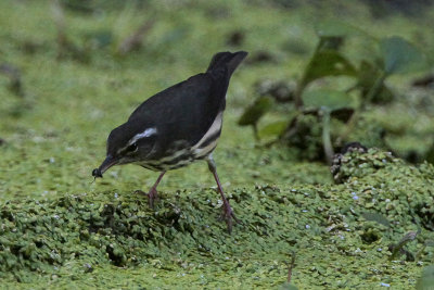 Louisiana Waterthrush Caught a Bug