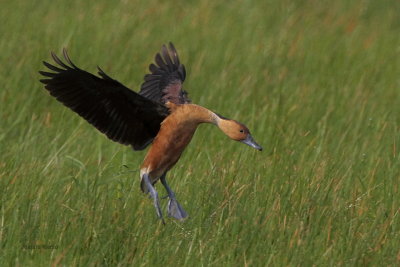 Fulvous Whistling-Duck