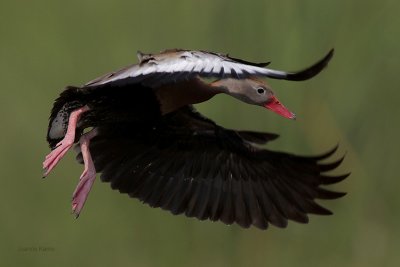 Black-bellied Whistling-Duck