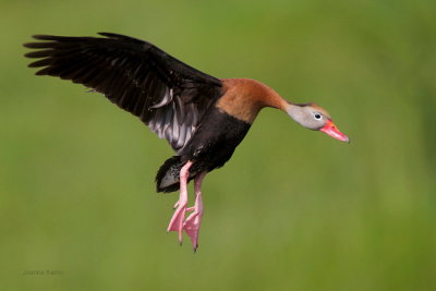 Black-bellied Whistling-Duck