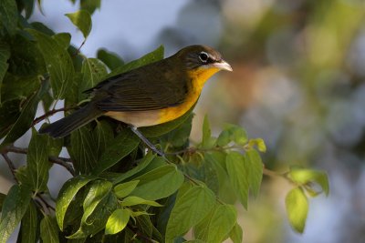 Yellow-breasted Chat