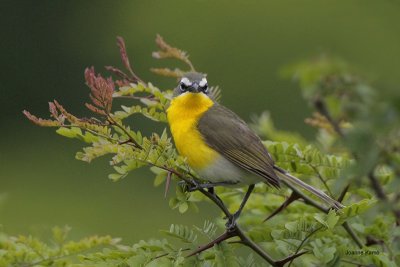 Yellow-breasted Chat