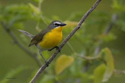 Yellow-breasted Chat