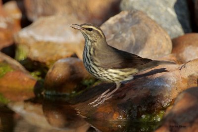 Northern Waterthrush